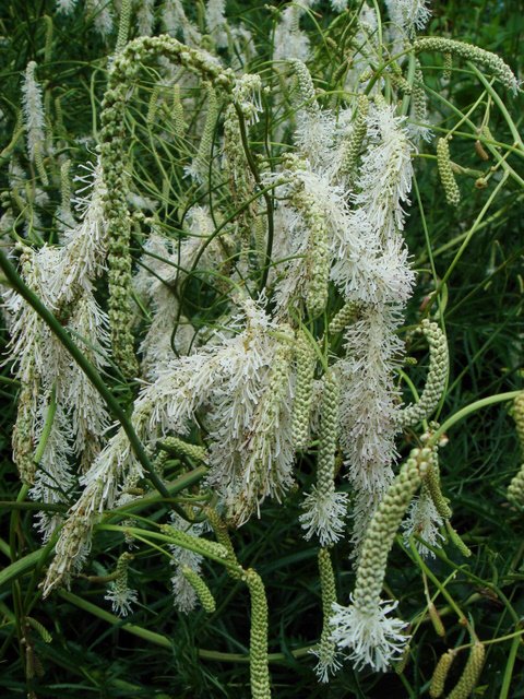 Sanguisorba tenuifolia var.alba fleur
